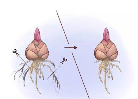 修剪根系 修剪根系