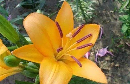 适时施肥 适时施肥
