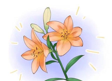 等待开花 等待开花