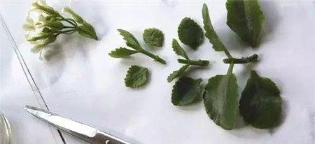 枝条进行分段 枝条进行分段