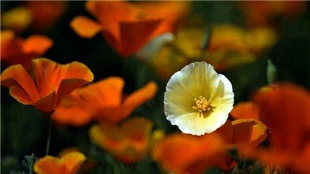 花菱草开花欣赏