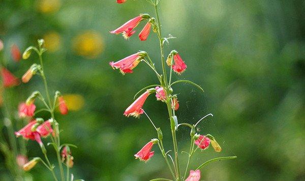 钓钟柳的花期