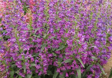 钓钟柳开花欣赏 钓钟柳开花欣赏