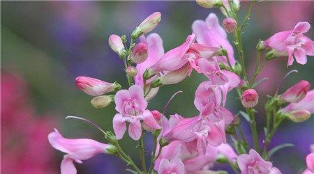 钓钟柳开花欣赏