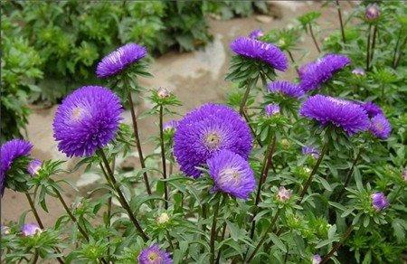 翠菊什么时候开花 翠菊什么时候开花