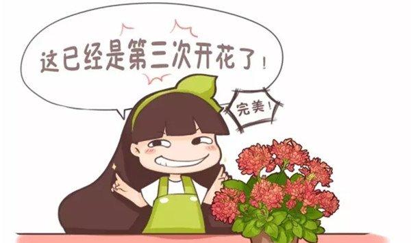 花开败了这么做，过几天又能花开满枝