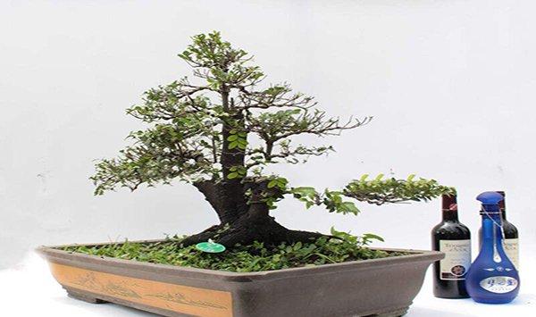 小叶紫檀盆景制作