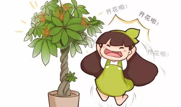 发财树竟然还能开花结果，他都是这么做的