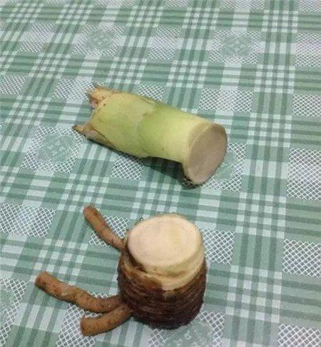 干净的鳞茎