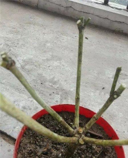 栀子大面积落叶 栀子大面积落叶