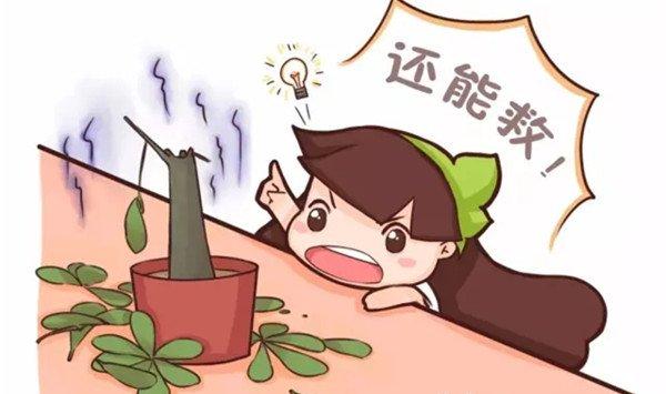 快死的花，被他从光杆养到爆盆，咋做到的