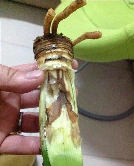 腐烂部分全部切除
