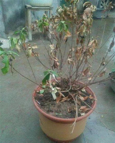 栀子花 栀子花