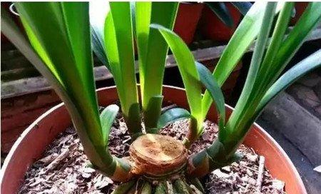 花盆