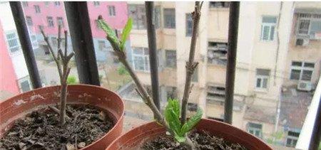 栀子花 栀子花