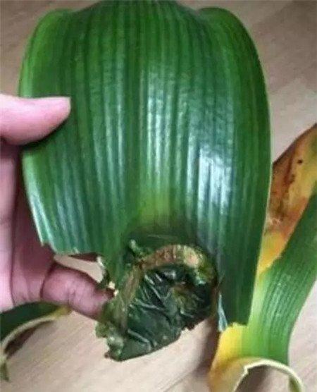 干枯腐烂的叶片