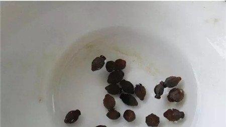 清水中浸泡 清水中浸泡