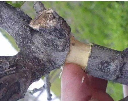 剥掉表皮 剥掉表皮