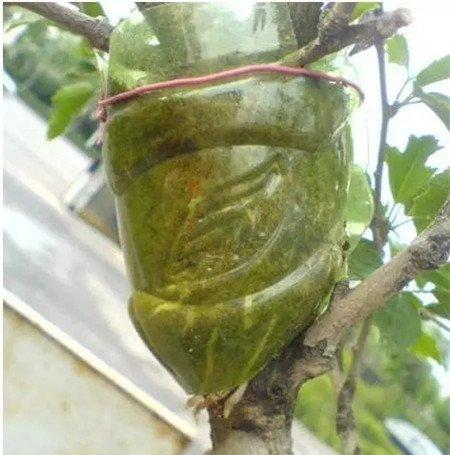 塑料瓶包在枝条 塑料瓶包在枝条