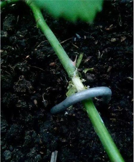 环剥处埋 环剥处埋