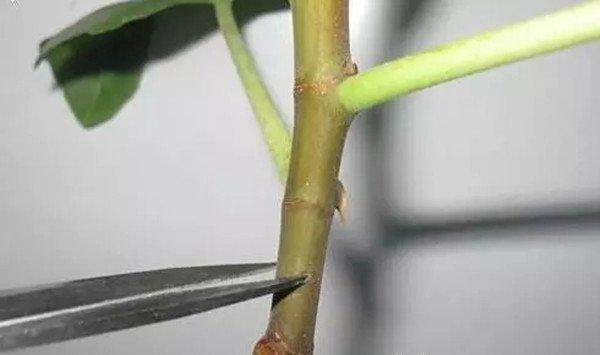 扦插太麻烦？这么做，不用管就生根