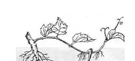 压条 压条