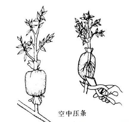 压条的原理 压条的原理