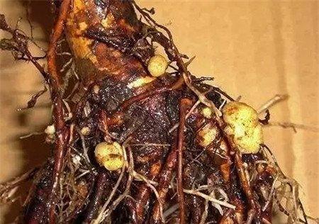 修剪病根 修剪病根