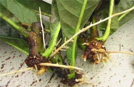 修剪逆根 修剪逆根