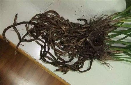 修剪腐根 修剪腐根