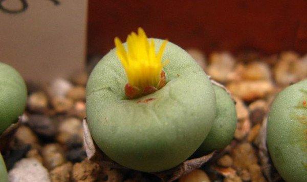 换盆不修根,你就等于白换了 换盆不修根,你就等于白换了