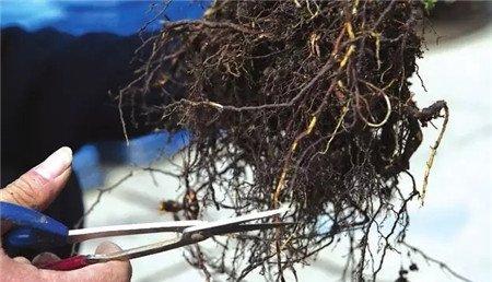 修剪不定根 修剪不定根