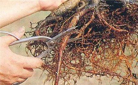 修剪粗根 修剪粗根