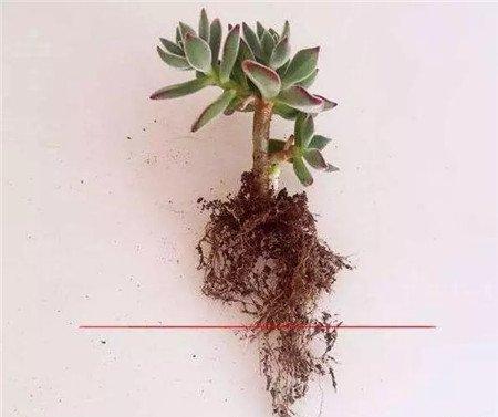 修剪向下根 修剪向下根