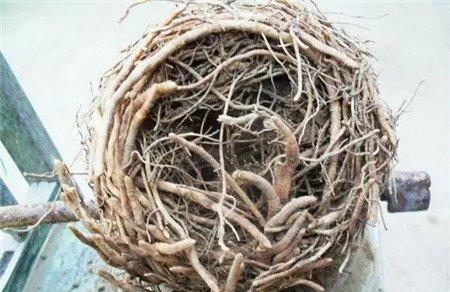 修剪纠缠根 修剪纠缠根