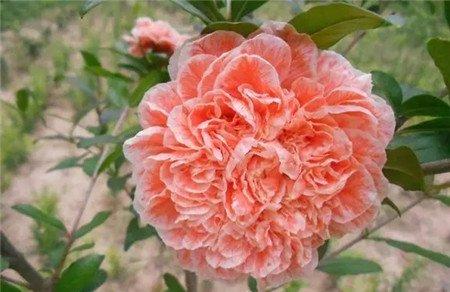石榴花 石榴花