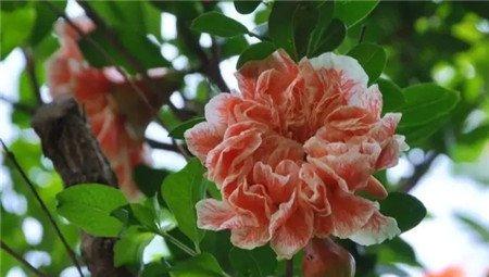 石榴花 石榴花
