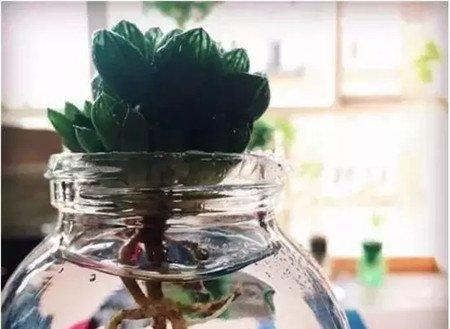 水培瓶 水培瓶