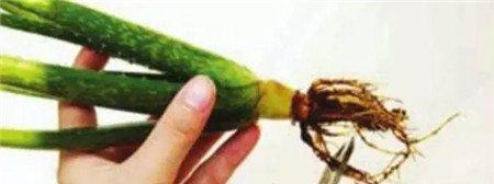 剪掉老根 剪掉老根