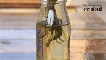 多肉水培 多肉水培