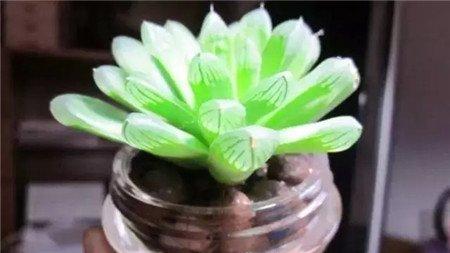 半土半水培养 半土半水培养