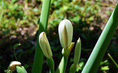 海芋花植株