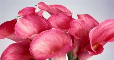 海芋花植株