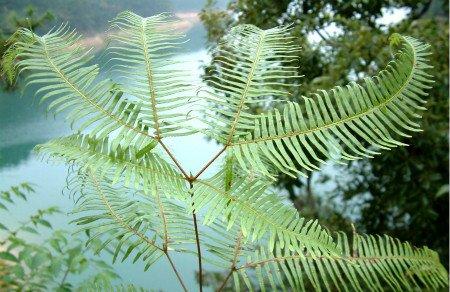 关于蕨类植物的研究