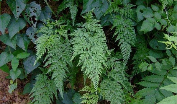 蕨类植物能净化空气吗？