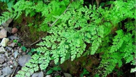 蕨类植物的功能