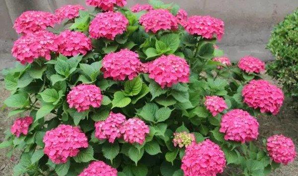 这10种花，没有太阳也能花开不断，好看不费事