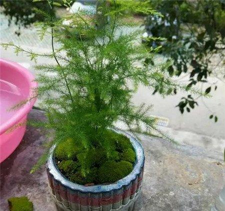浇点发酵淘米水当肥料 浇点发酵淘米水当肥料