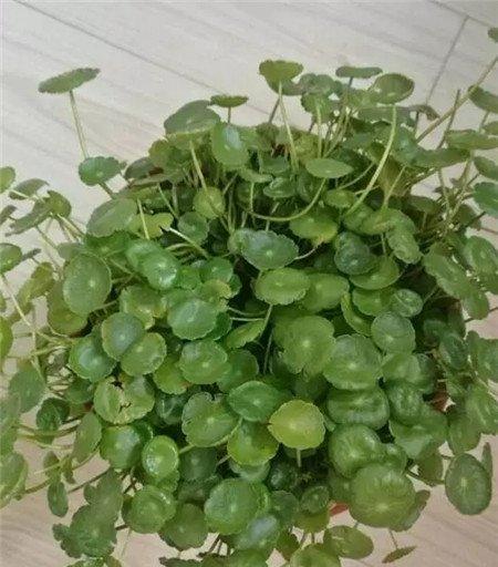 铜钱草 铜钱草