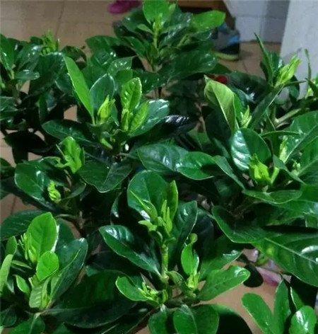 栀子花 栀子花